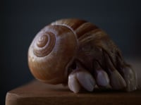 Image 20 of Dental Snull sculpture- blonde bone color, OOAK