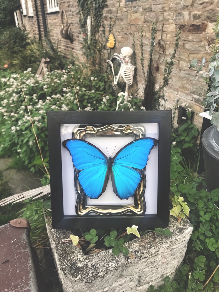 Image of Ornate Framed Blue Morpho Butterfly 🦋 
