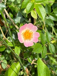 Image 4 of Esencia floral de ROSA SILVESTRE