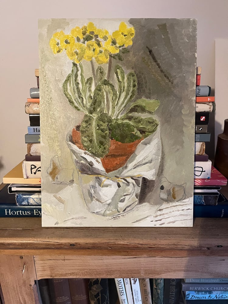 Image of Primula wrapped in tissue. Raffle entry 