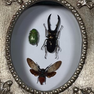 Image of Insect Mix Ornate