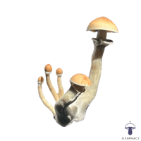 Image 1 of LIZARD KING MAGIC MUSHROOMS