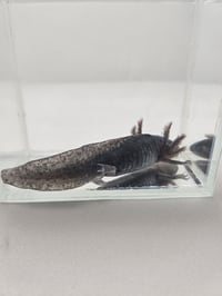 Image 3 of Black Pudding