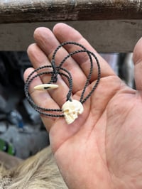 Image 4 of little Pigs tooth Skull