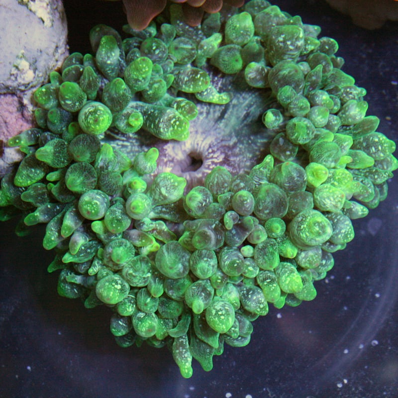 Image of NEON Green Toxic Clouds BTA