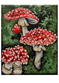 Fly Agaric Study Print