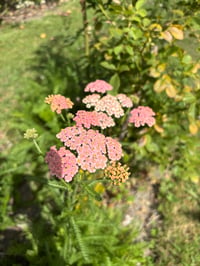 Image 2 of Achillea Summer Berries mix - bare root