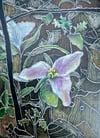 Trillium 