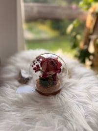 Image 2 of Glass Cork Cloche No. I