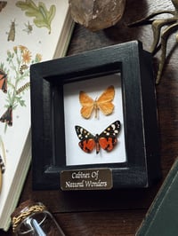Image 3 of Scarlet Tiger & Orange Moth Frame
