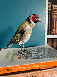 Image 1 of Gordon the Goldfinch