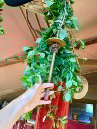 Image 16 of Weaving ourselves Wild 