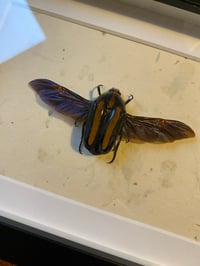 Image 2 of Brown striped beetle