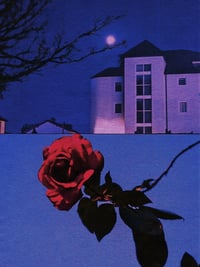 Image 2 of PICK ROSES AT NIGHT X