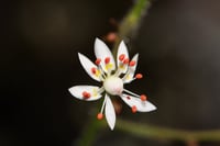 Image 1 of Rusty Saxifrage: Micranthes ferruginea