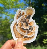 Turkey tail vinyl sticker 2.5”