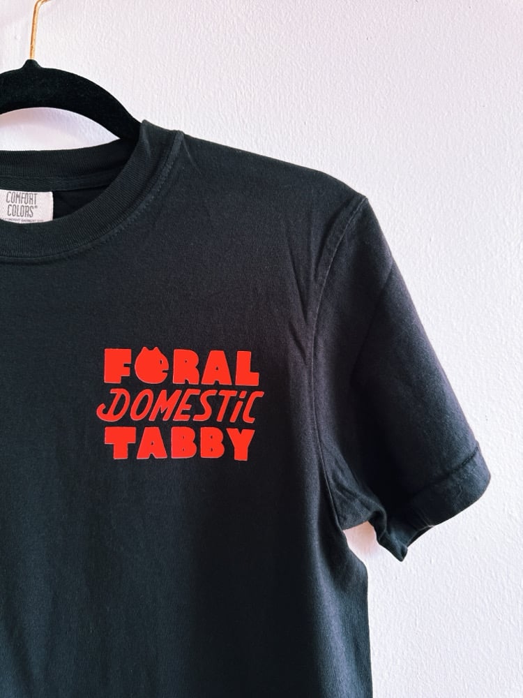 Feline Domestic Tabby Image 2