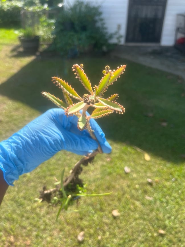 Mother of A Thousand Succulent Plant