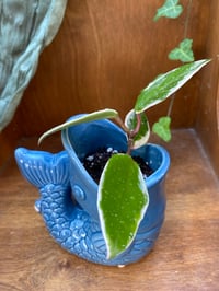 Image 3 of Sea Star Hoya in Fish Pot