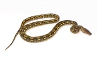 Tiger Reticulated Python Female 