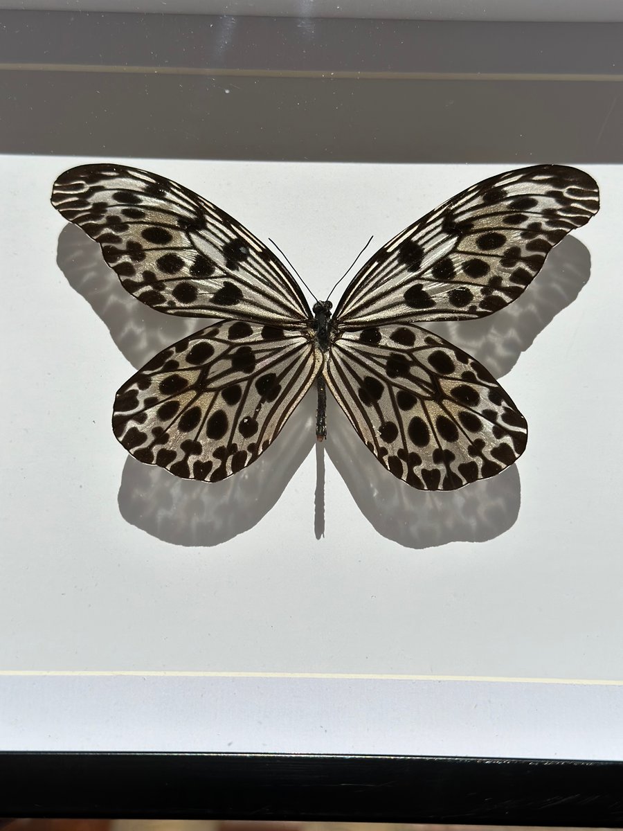 Image of Idea Lynceus Butterfly