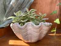 Image 1 of Baby Sun Rose in Glazed Shell Pot