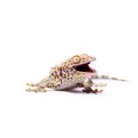 Image 1 of Tokay Gecko 