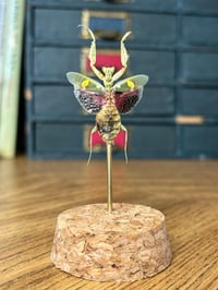 Image 4 of jeweled flower mantis