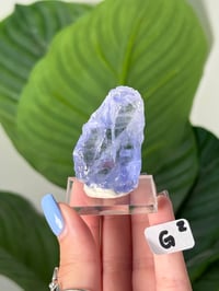 Image 7 of BLUE HALITES -TURKEY- LOT 2