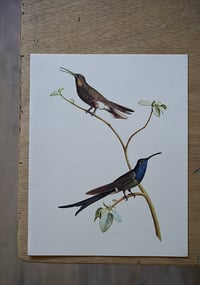 Image 6 of Planches De Bestiaire Du Muséum D'histoire Naturelle - les oiseaux