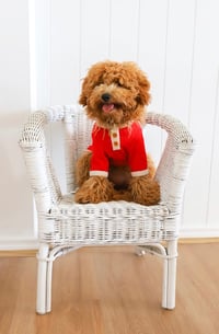 Image 1 of Pet Sweater