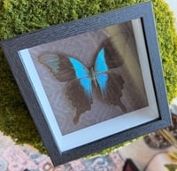 Image 3 of Swift Peacock Moth