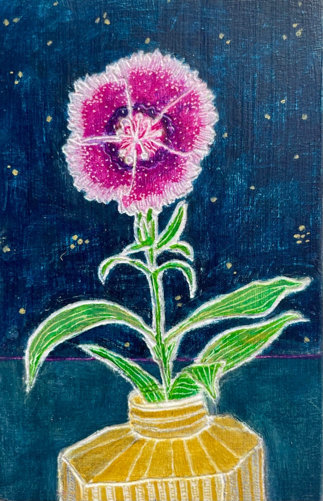 Dianthus 