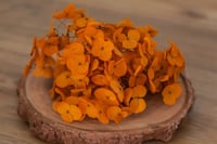 Image 1 of Preserved Hydrangeas - 5g Orange