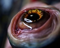 Image 14 of Handmade Realistic Eye Badge Reel Keychain