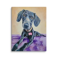 Image 4 of Feminine Weimaraner