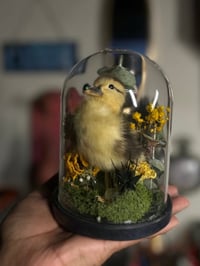 Image 1 of lucky duckling
