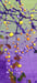 Image of Amethyst Birdsong - Focusing Meditative Energies