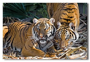 Image of Tiger Tiger