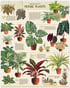 Cavallini & co- House Plants 1000 piece Vintage Puzzle  Image 2