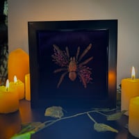 Image 1 of Purle Floral Tarantula