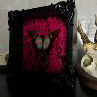 Image 2 of Serville Kite Swallowtail 