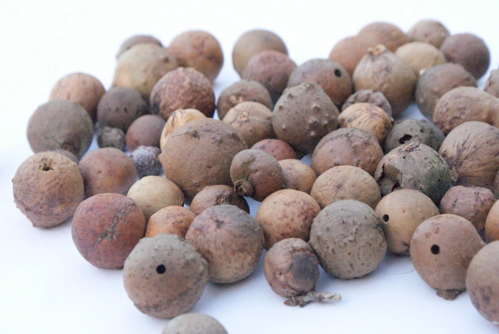 Image of Oak Gall Ink workshop