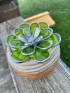 Potted Succulent - Green Leaves - Textured Pot