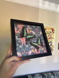 Image 2 of Green Banded Swallowtails Frame