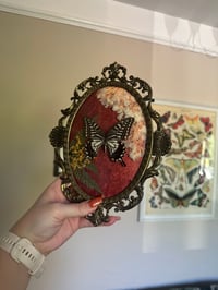 Image 1 of Asian Swallowtail Antique Frame