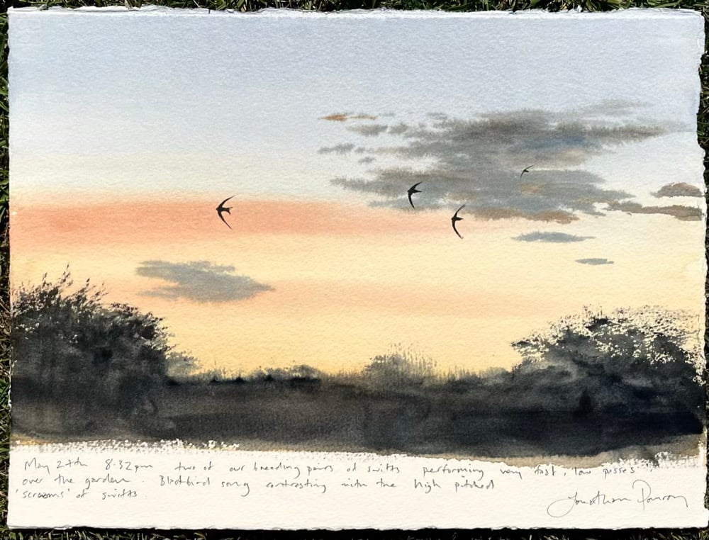 Image of Swifts at sunset 