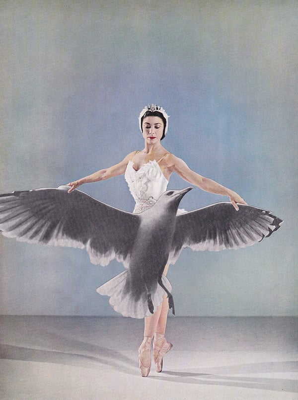 Image of Seagull Ballerina