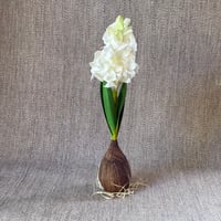 Image 4 of Hyacinth 