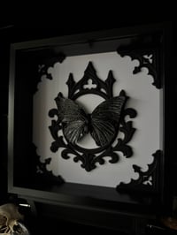 Image 3 of Spider web butterfly